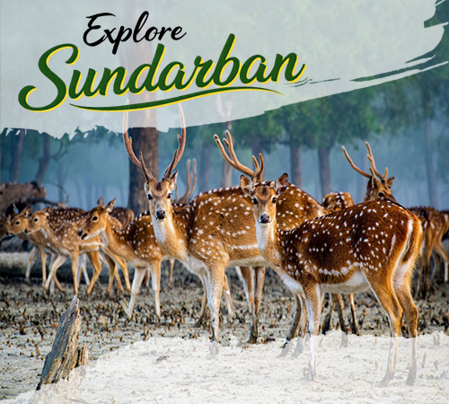 Sundarban Popular Trip