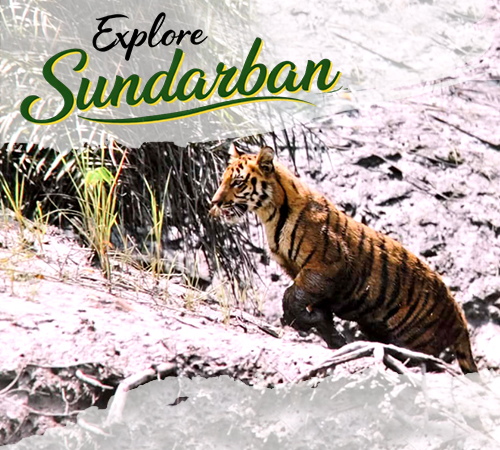 Standard Sundarban Budget Trip